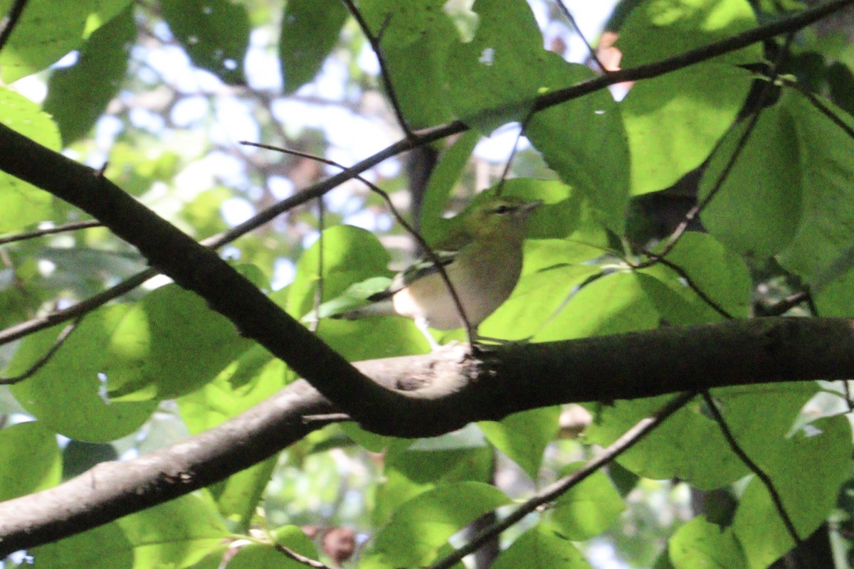 Bay-breasted Warbler - ML641930243