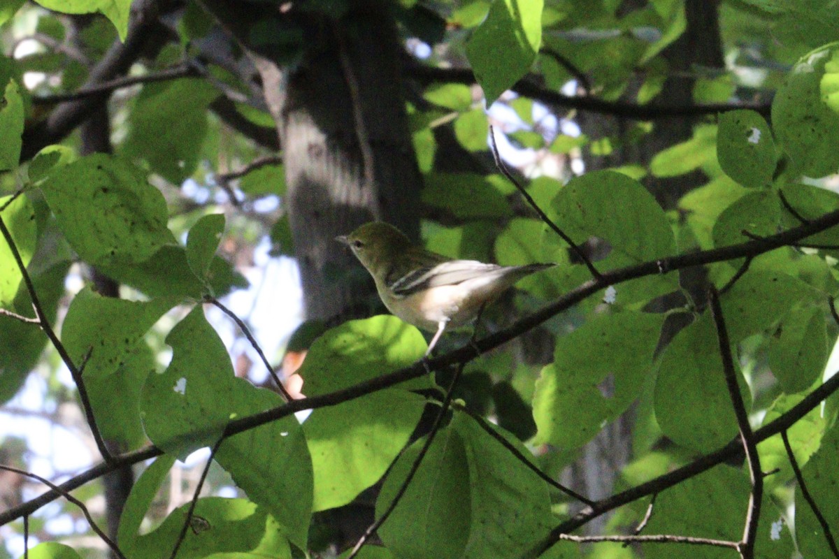Bay-breasted Warbler - ML641930244