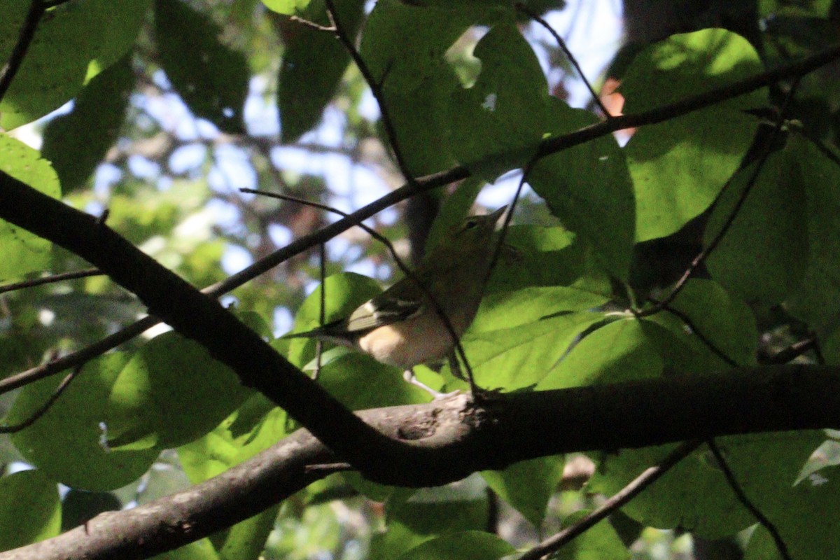 Bay-breasted Warbler - ML641930246