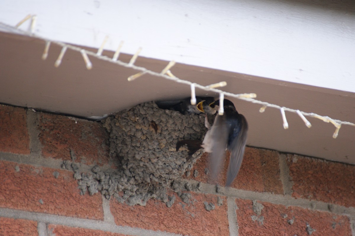 Western House-Martin - ML641930253