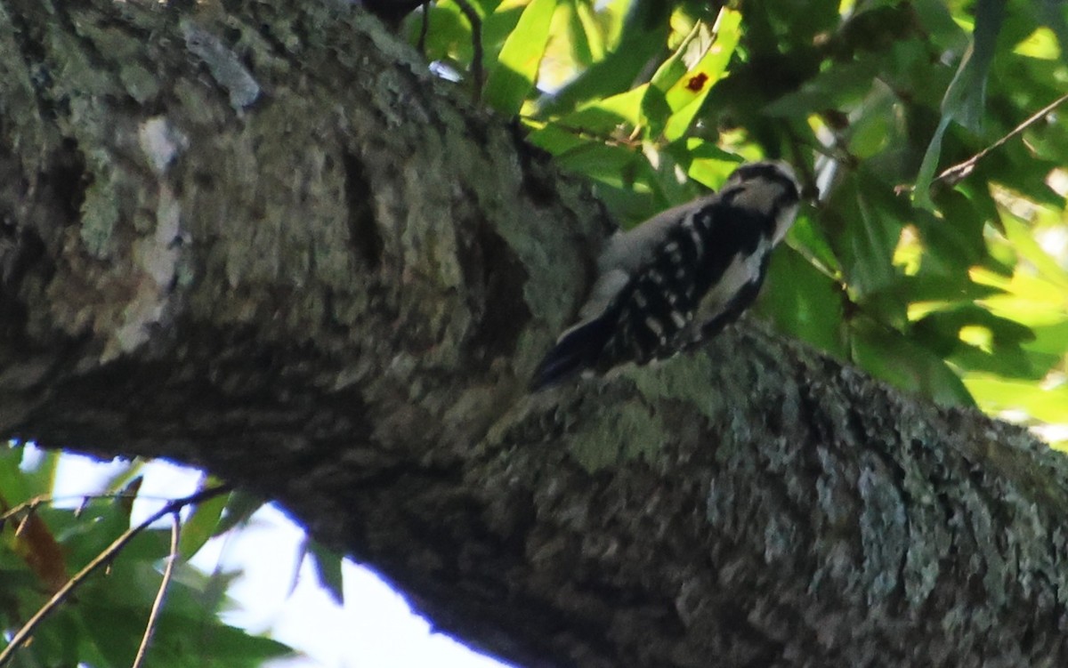 Downy Woodpecker - ML641930255