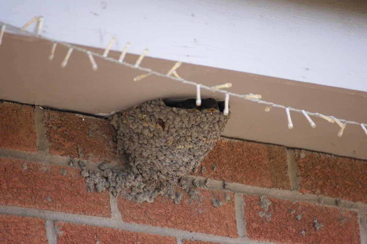 Western House-Martin - ML641930262