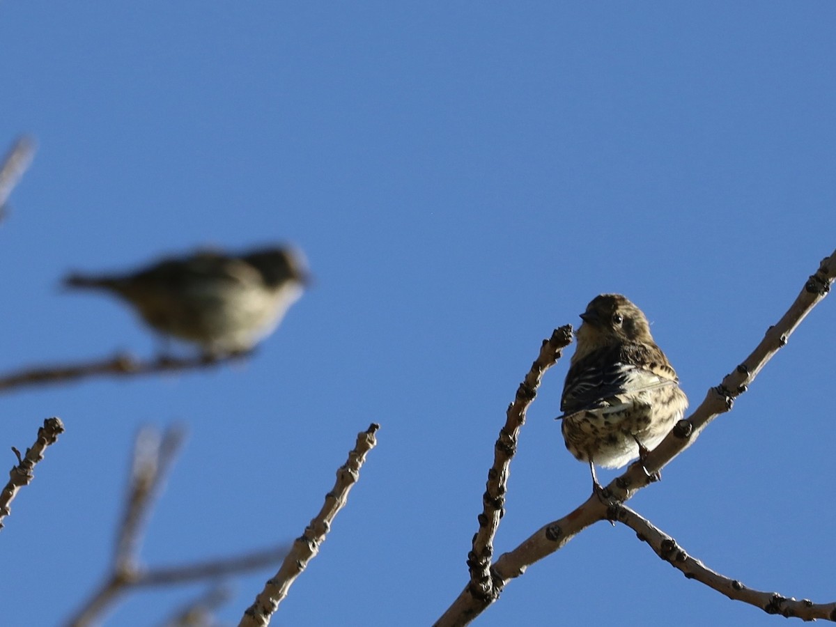 Pine Siskin - ML641930264