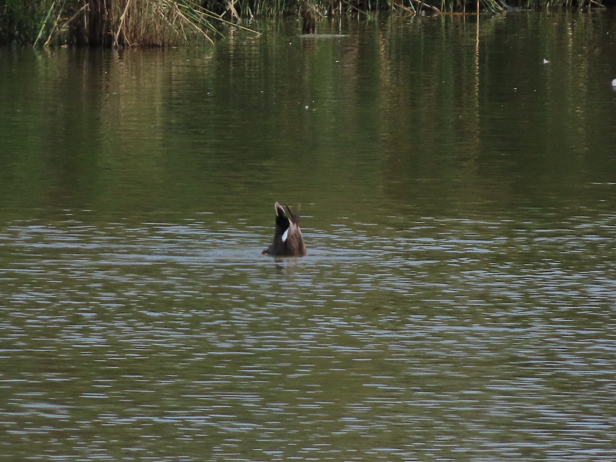 Gadwall - ML641930266