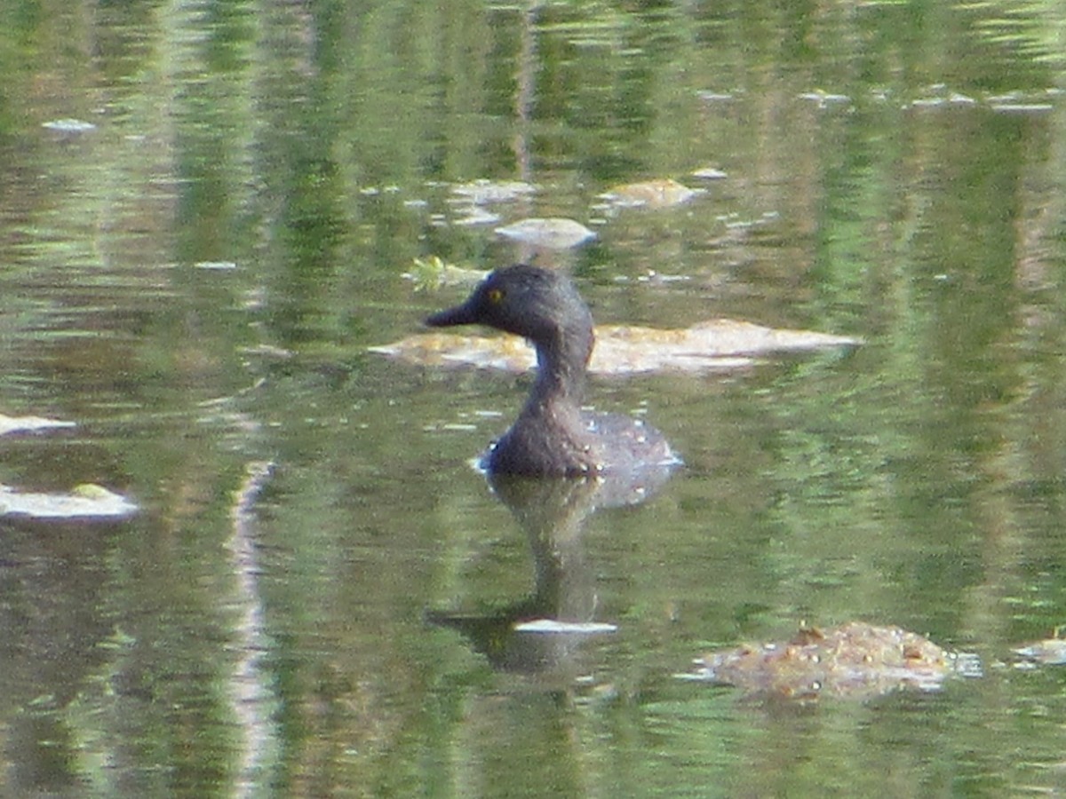 Least Grebe - ML641930267