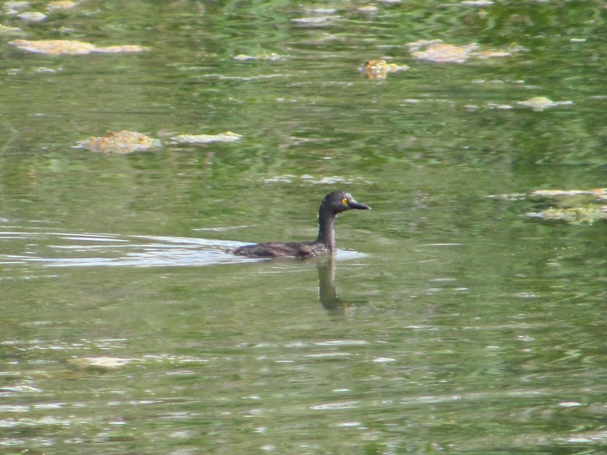 Least Grebe - ML641930268