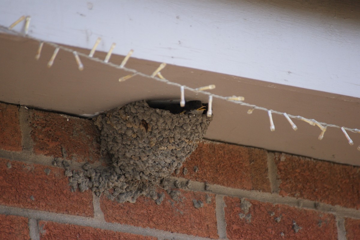 Western House-Martin - ML641930270
