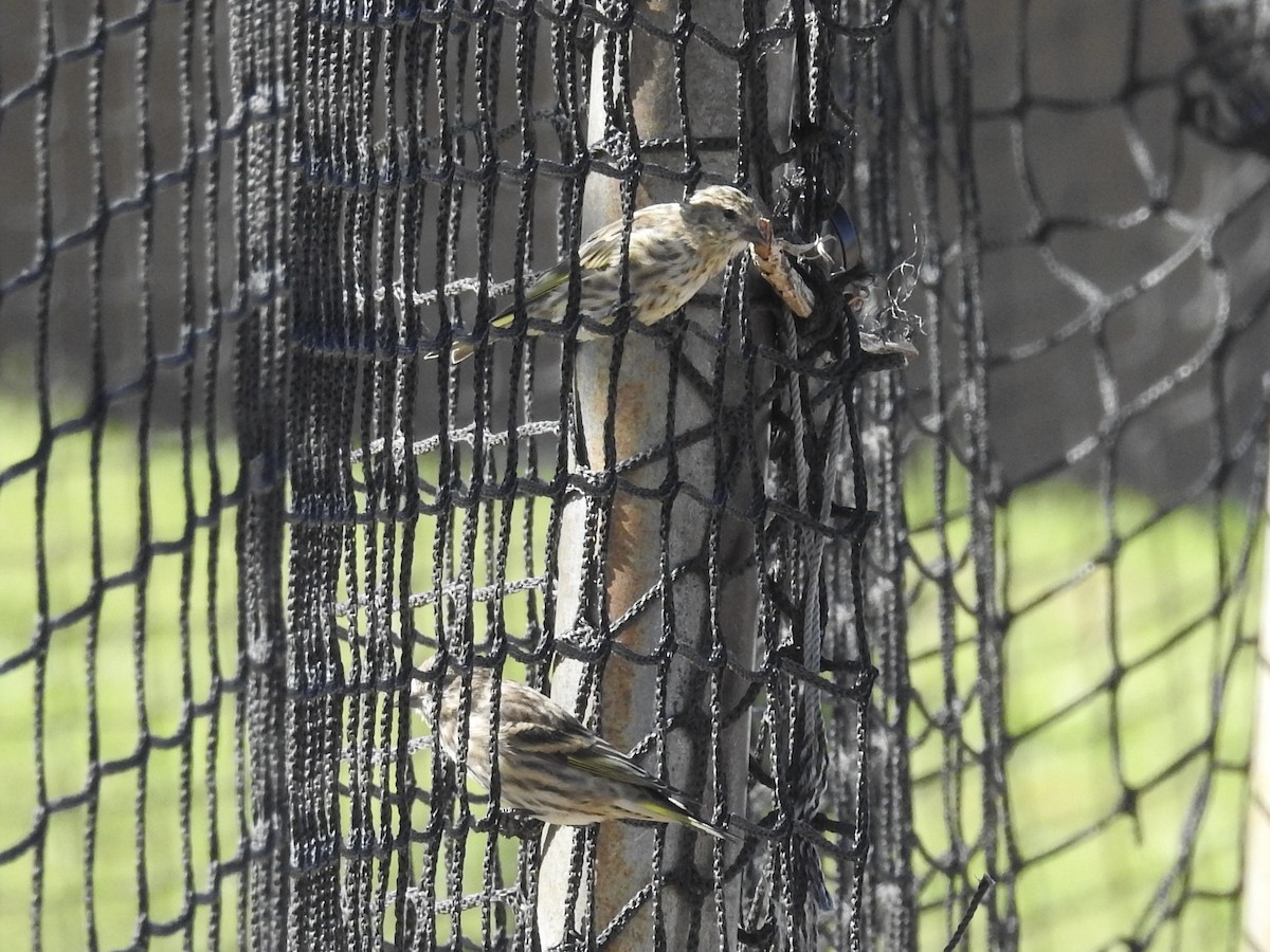 Pine Siskin - ML641930271