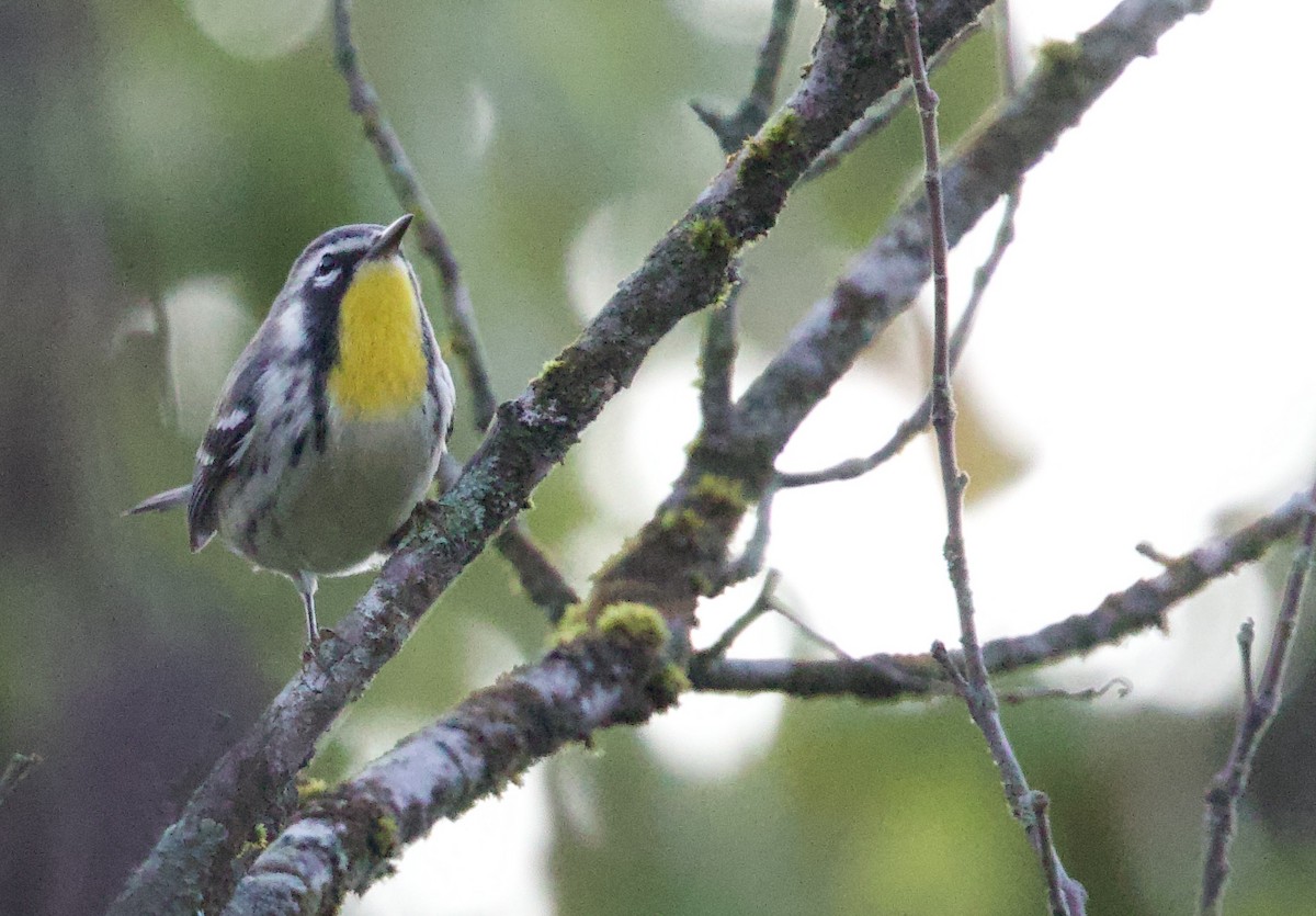 Yellow-throated Warbler - ML641930281