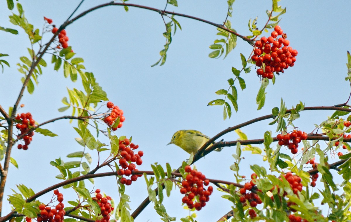 Tennessee Warbler - ML641930309