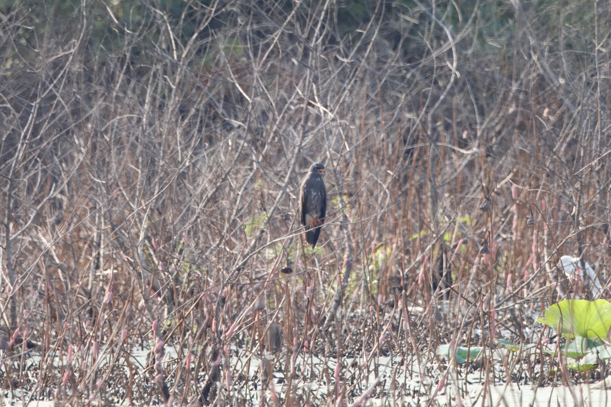 Snail Kite - ML641930310
