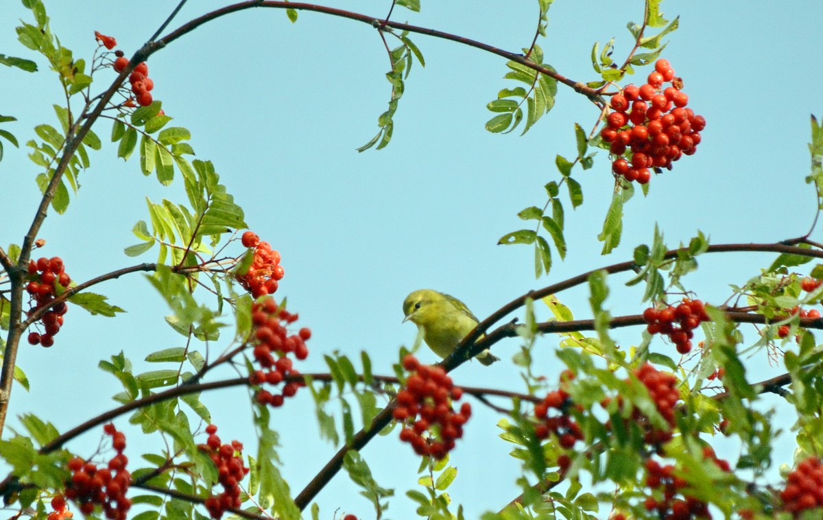 Tennessee Warbler - ML641930311