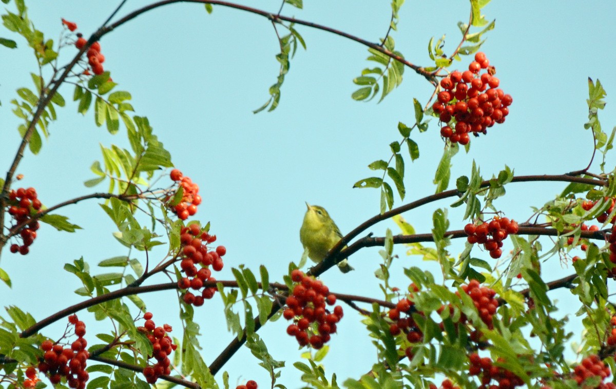 Tennessee Warbler - ML641930313