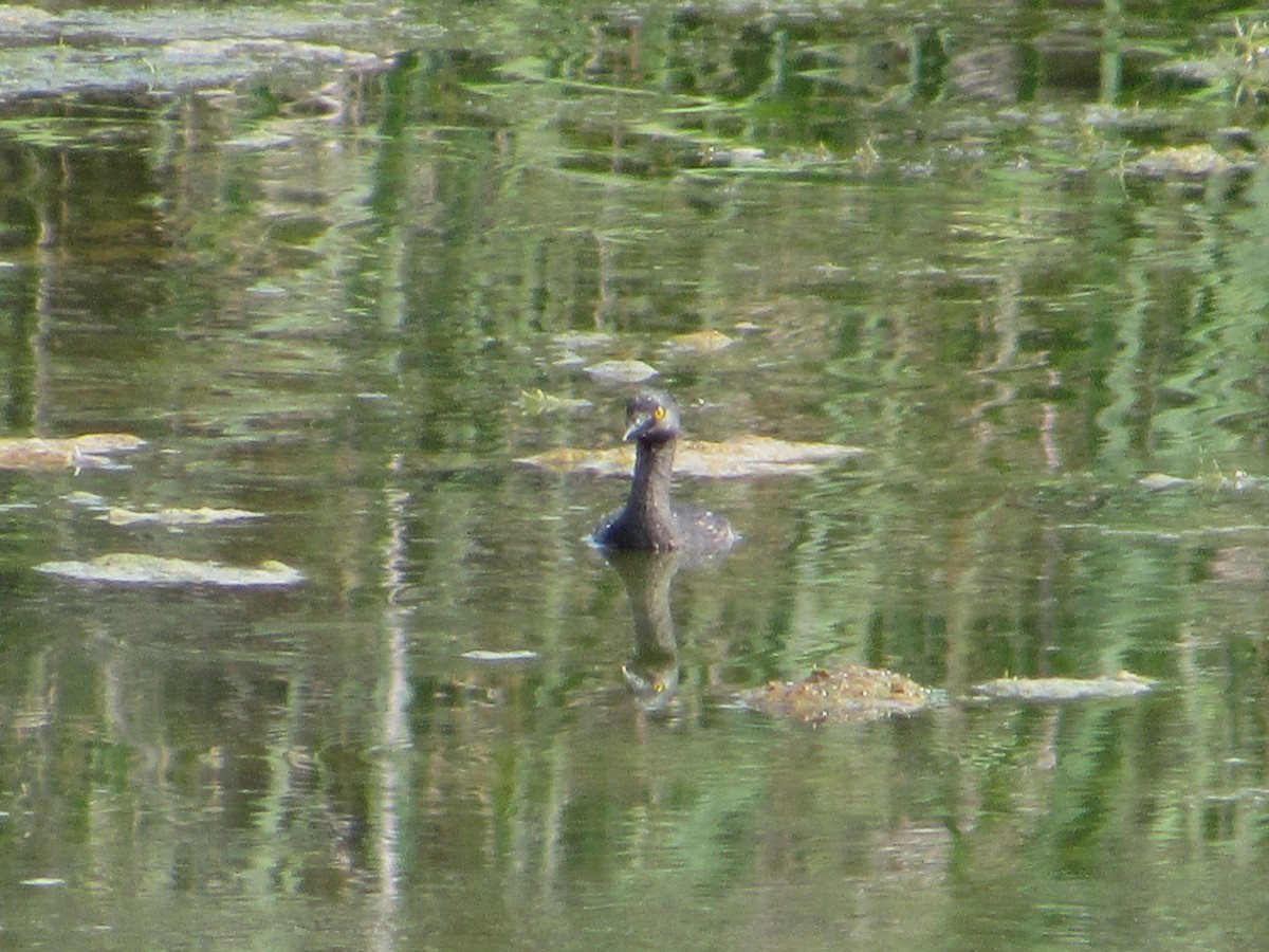 Least Grebe - ML641930314