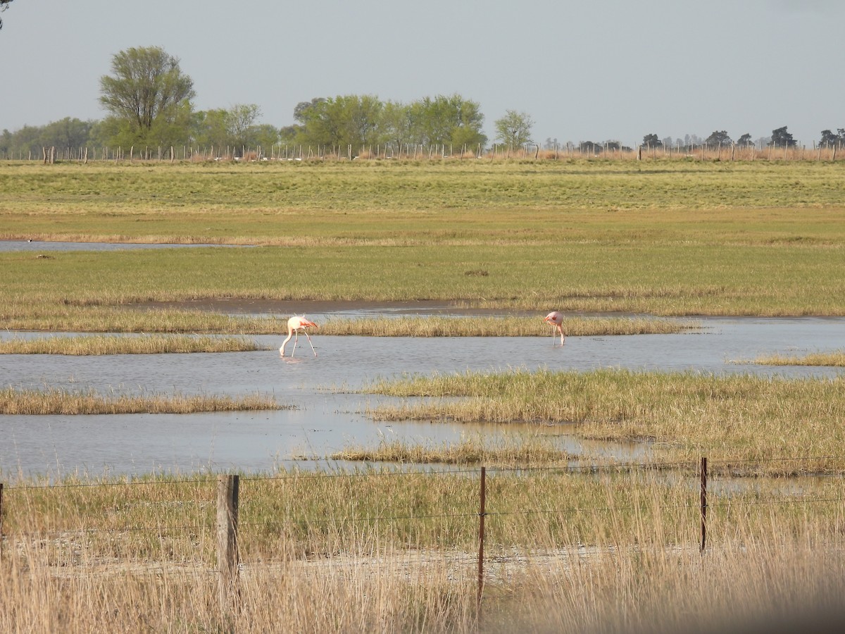 Chilean Flamingo - ML641930322