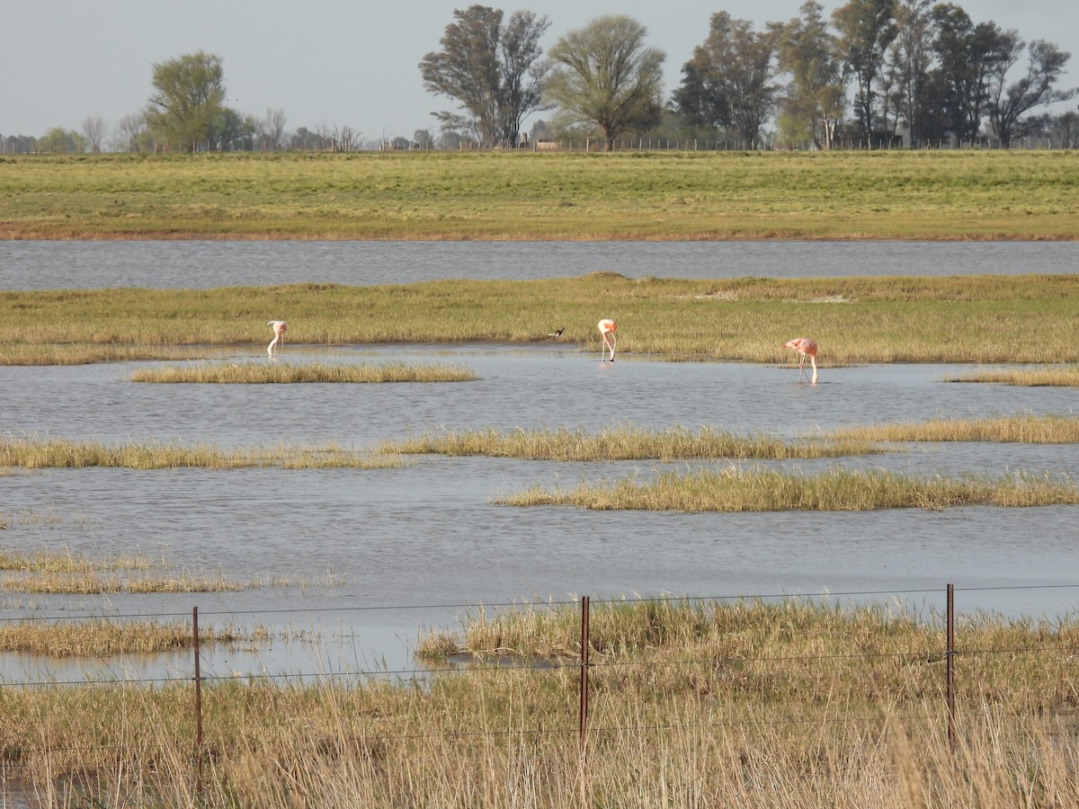 Chilean Flamingo - ML641930324