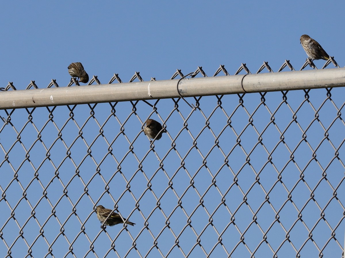 Pine Siskin - ML641930326