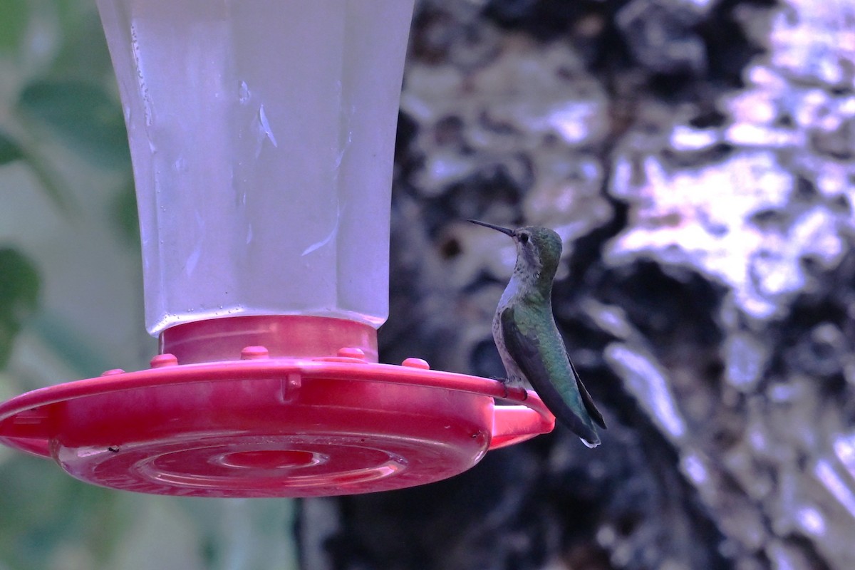 Anna's Hummingbird - ML641930344