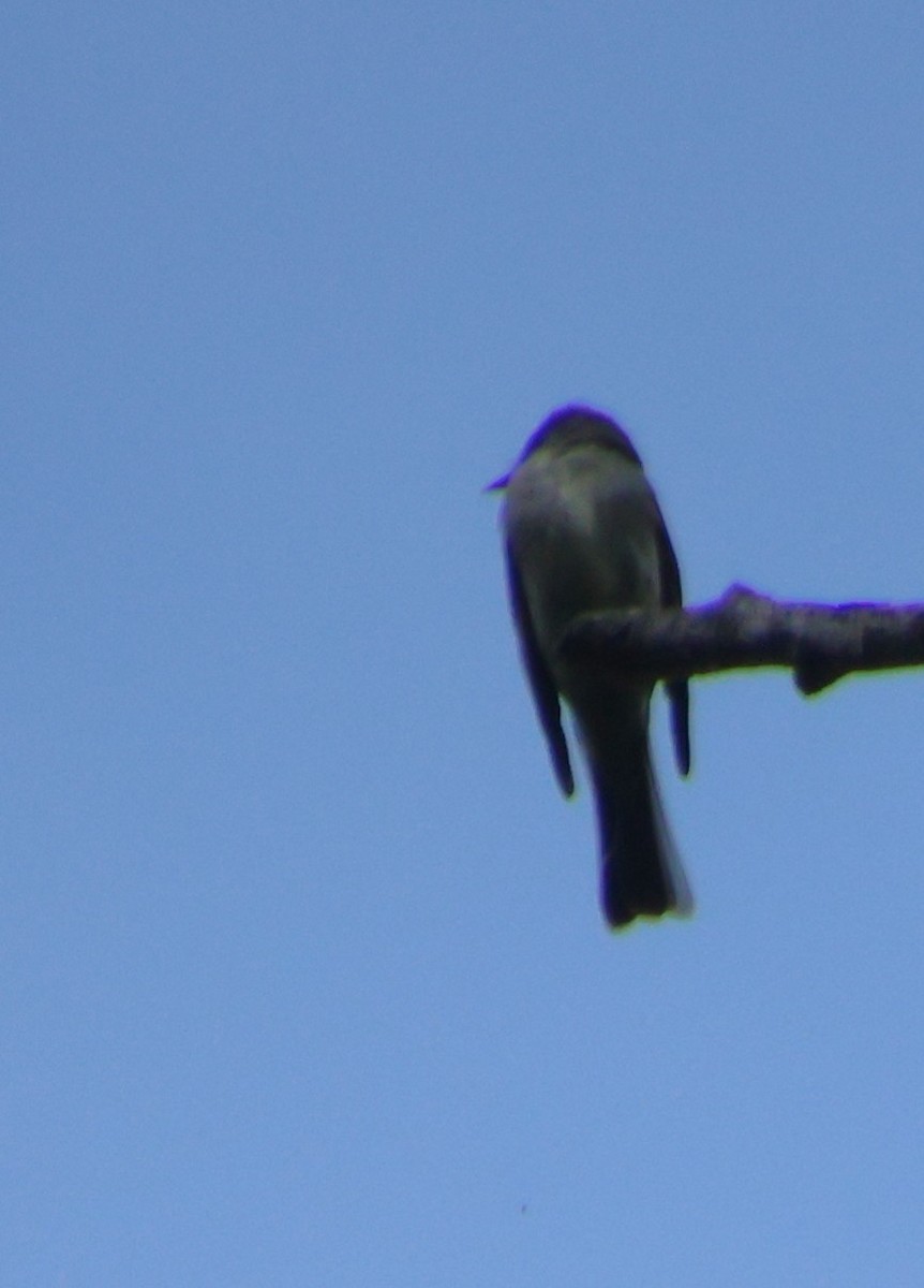 Eastern Wood-Pewee - ML641930350