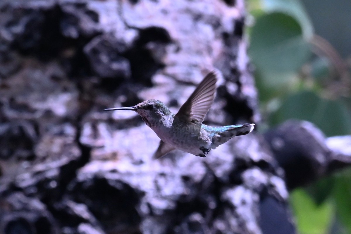 Anna's Hummingbird - ML641930355