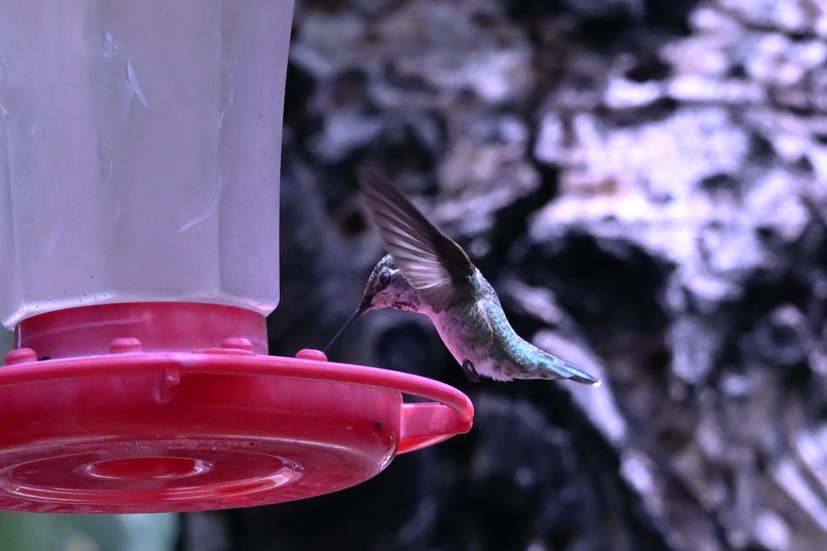 Anna's Hummingbird - ML641930372