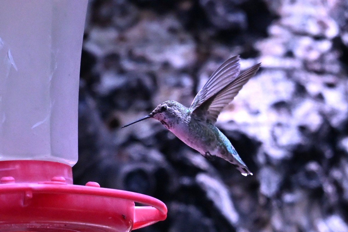 Anna's Hummingbird - ML641930386