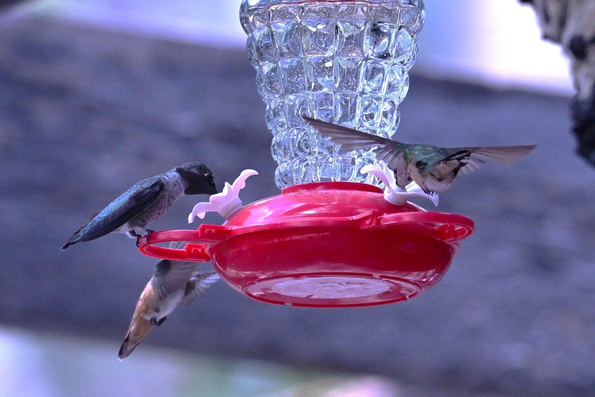 Anna's Hummingbird - ML641930406
