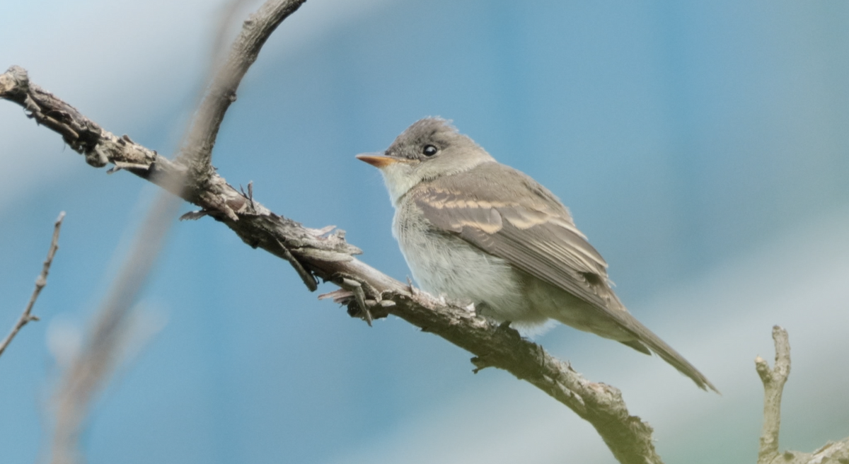 Eastern Wood-Pewee - ML641930416