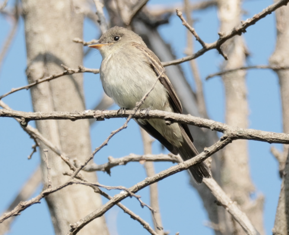 Eastern Wood-Pewee - ML641930417