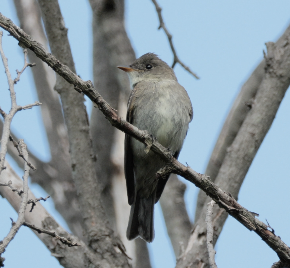 Eastern Wood-Pewee - ML641930418