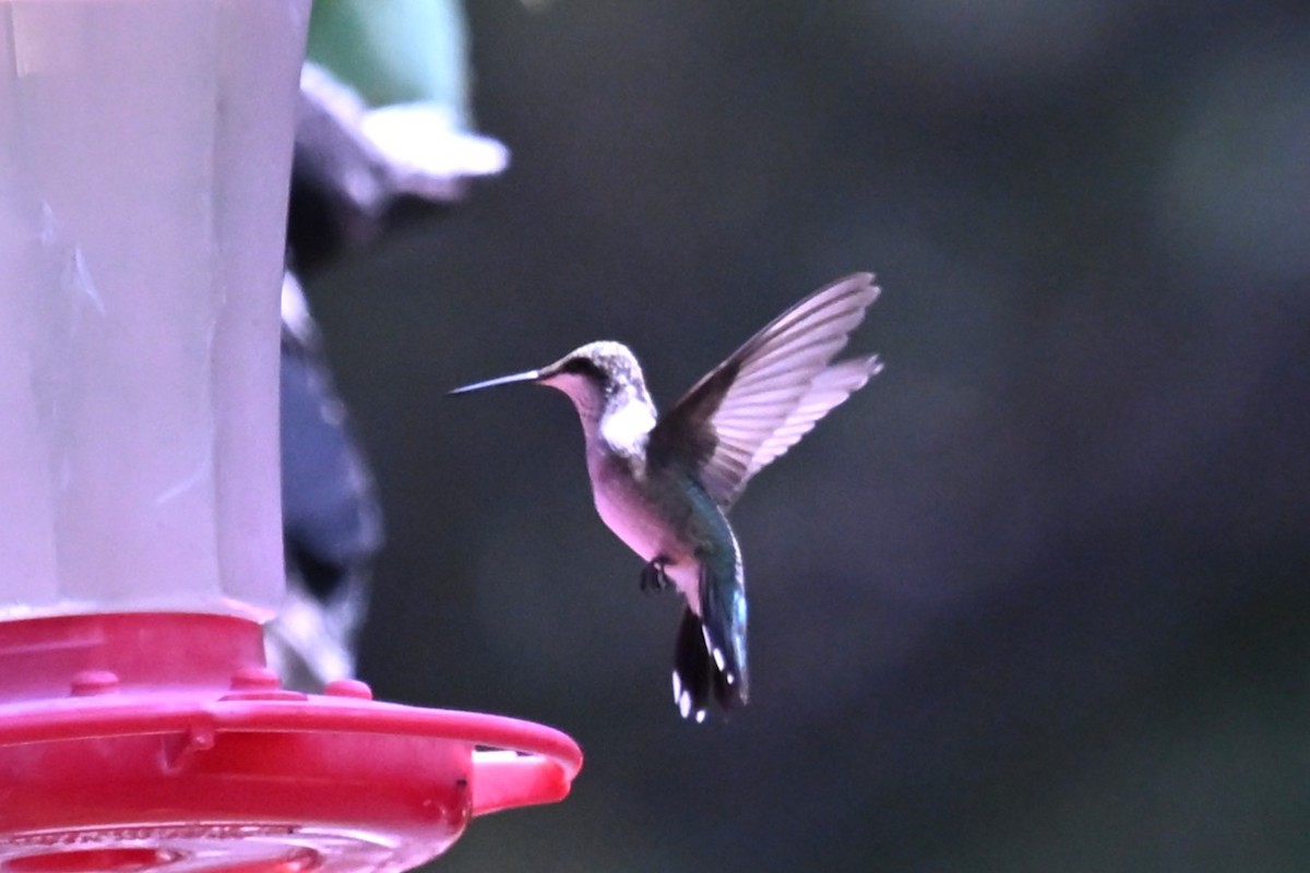 Anna's Hummingbird - ML641930432