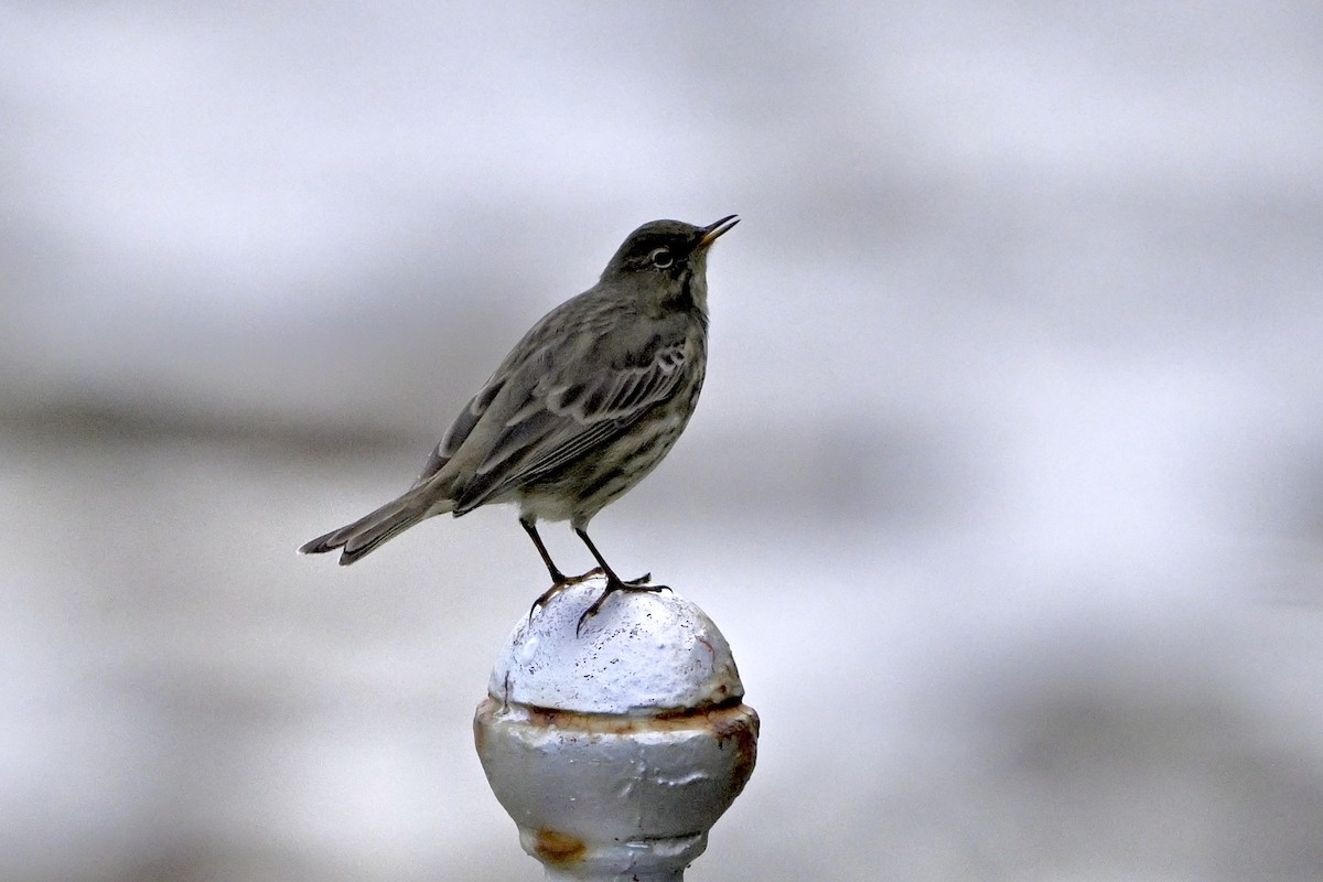 Rock Pipit (Western) - ML641930434