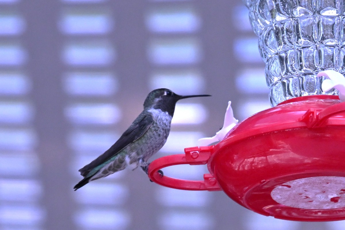 Anna's Hummingbird - ML641930435