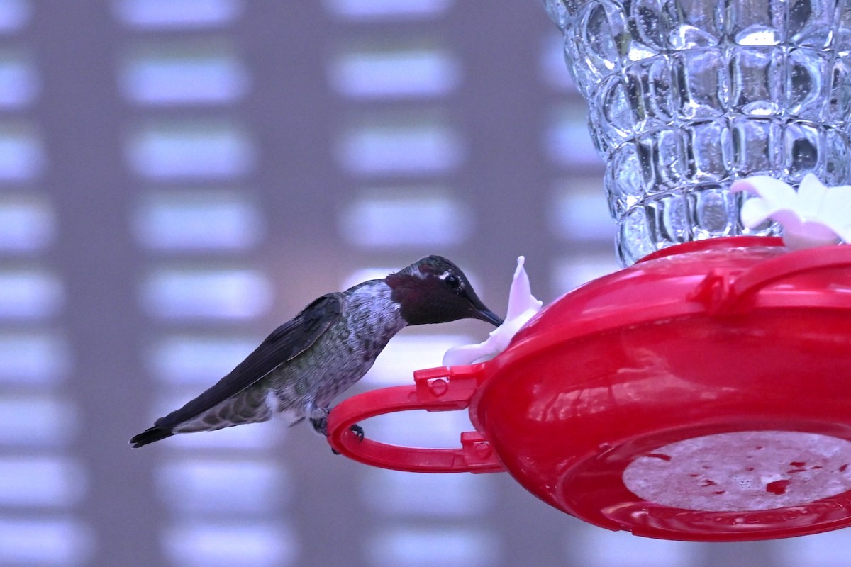 Anna's Hummingbird - ML641930441