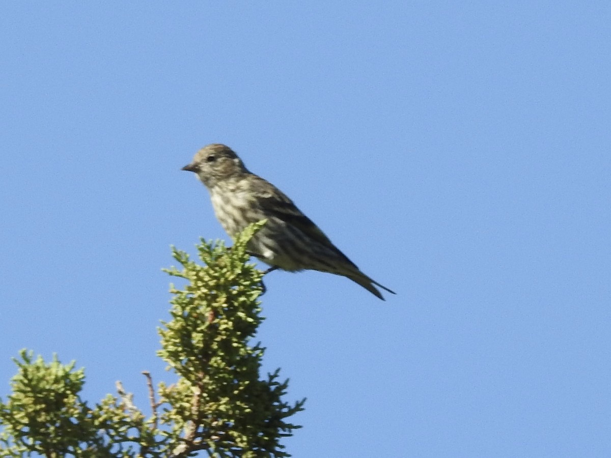 Pine Siskin - ML641930454