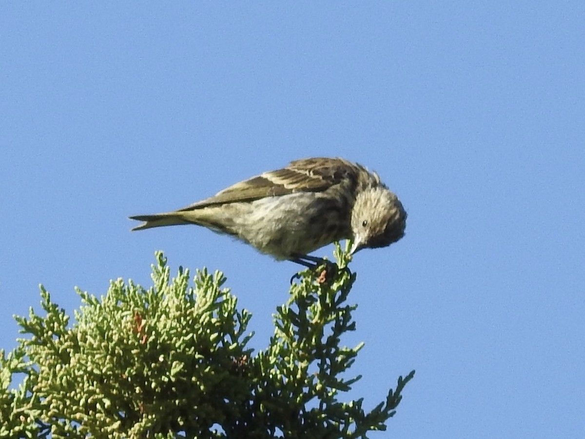 Pine Siskin - ML641930461