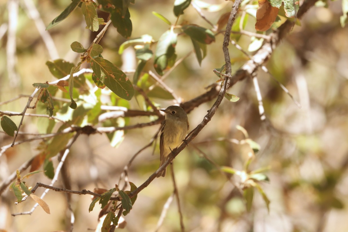 Hammond's Flycatcher - ML641930520