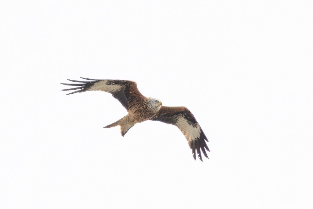 Red Kite - ML641930524