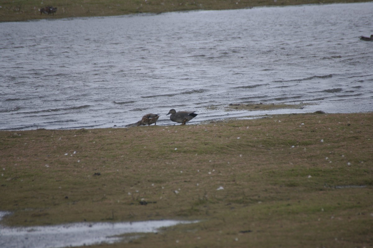 Gadwall - ML641930533
