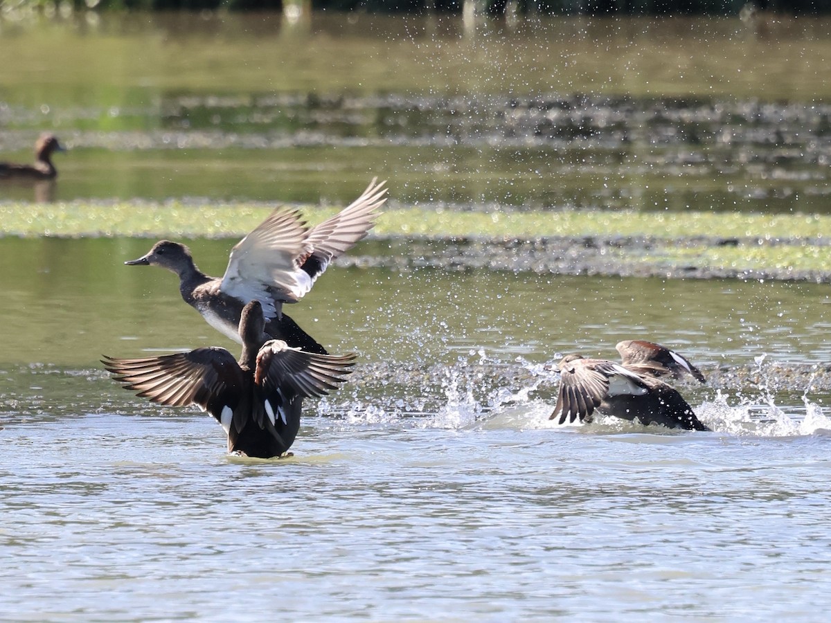 Gadwall - ML641930535