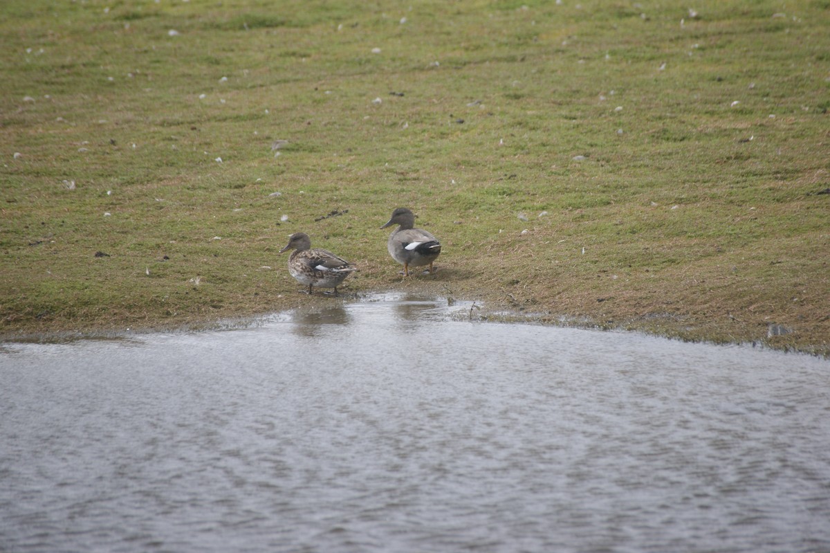 Gadwall - ML641930559