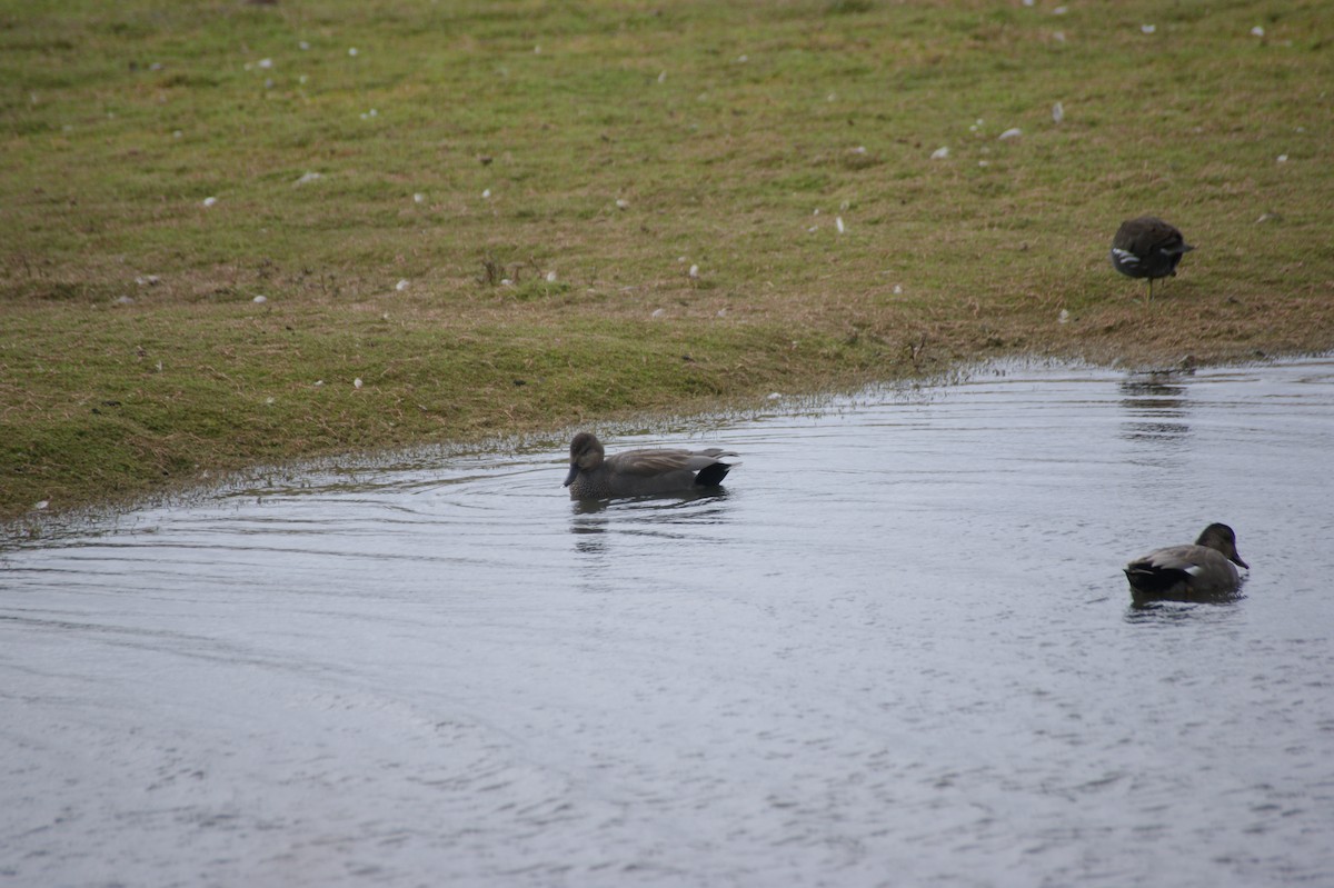 Gadwall - ML641930592