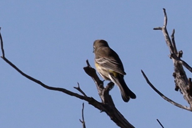 Yellow-rumped Warbler (Audubon's) - ML641930604
