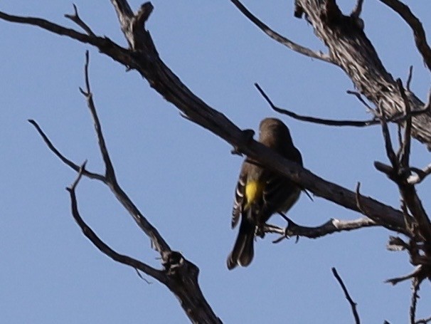 Yellow-rumped Warbler (Audubon's) - ML641930609