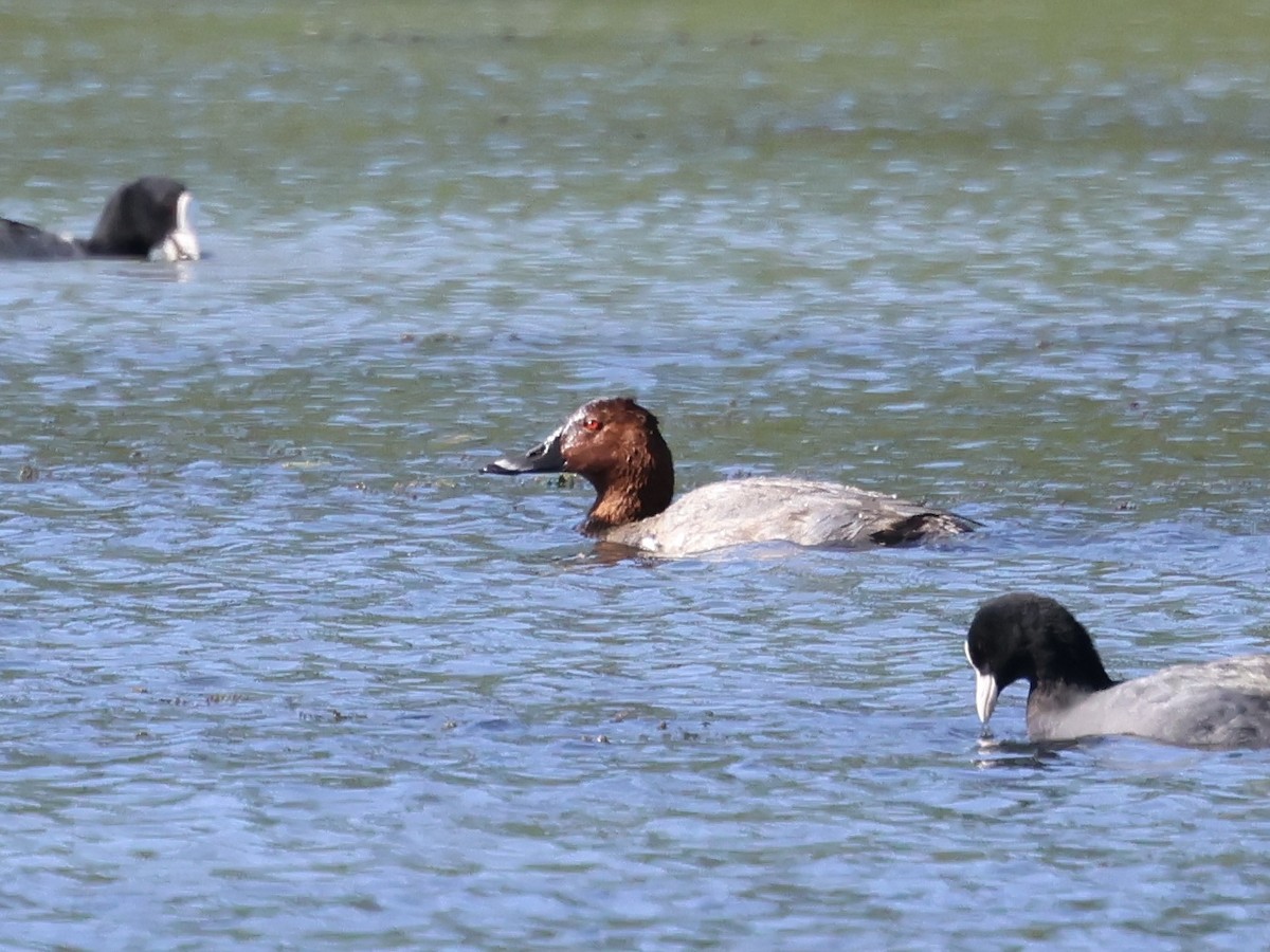 Common Pochard - ML641930612