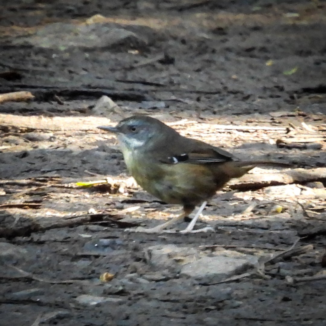White-browed Scrubwren - ML641930634