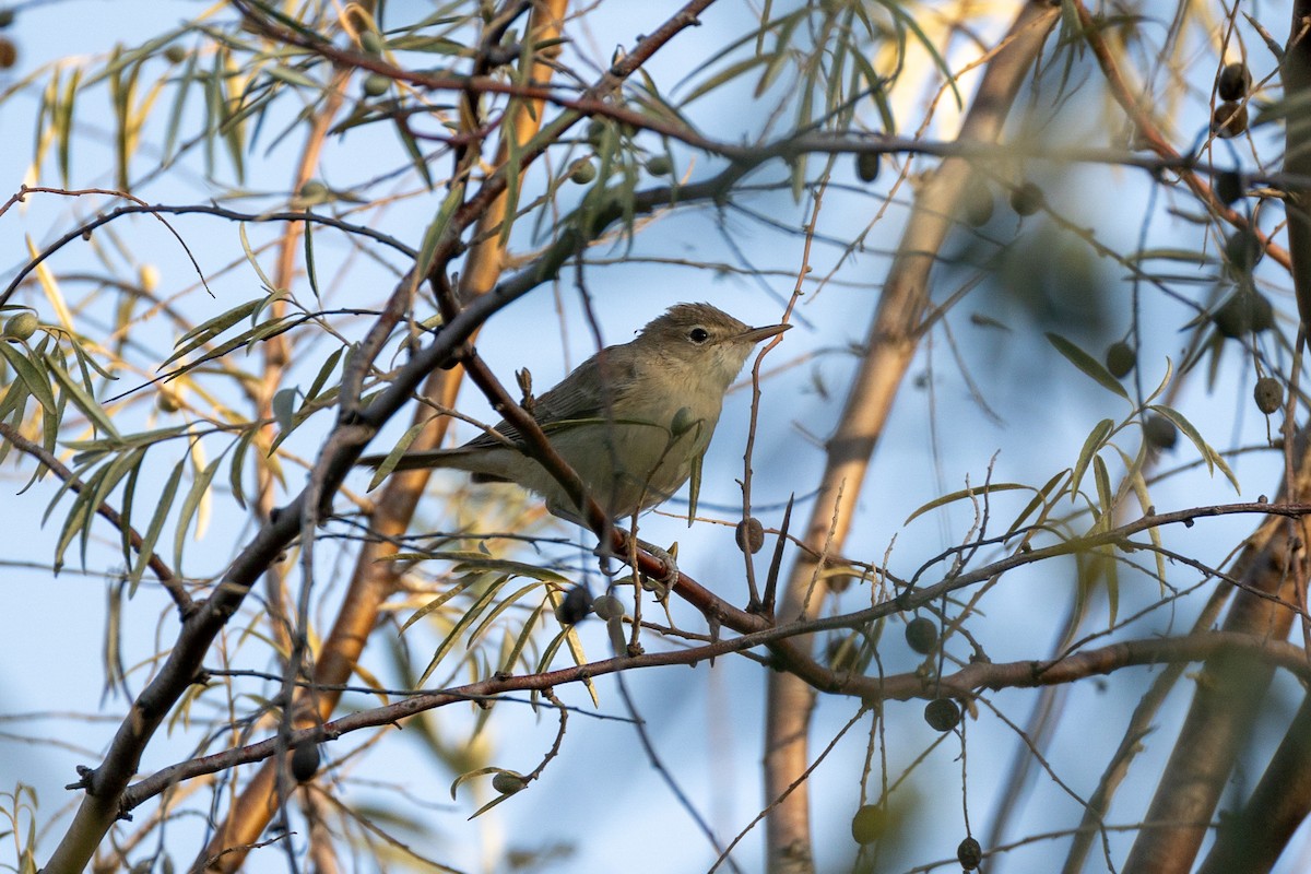 Eastern Olivaceous Warbler - ML641930638
