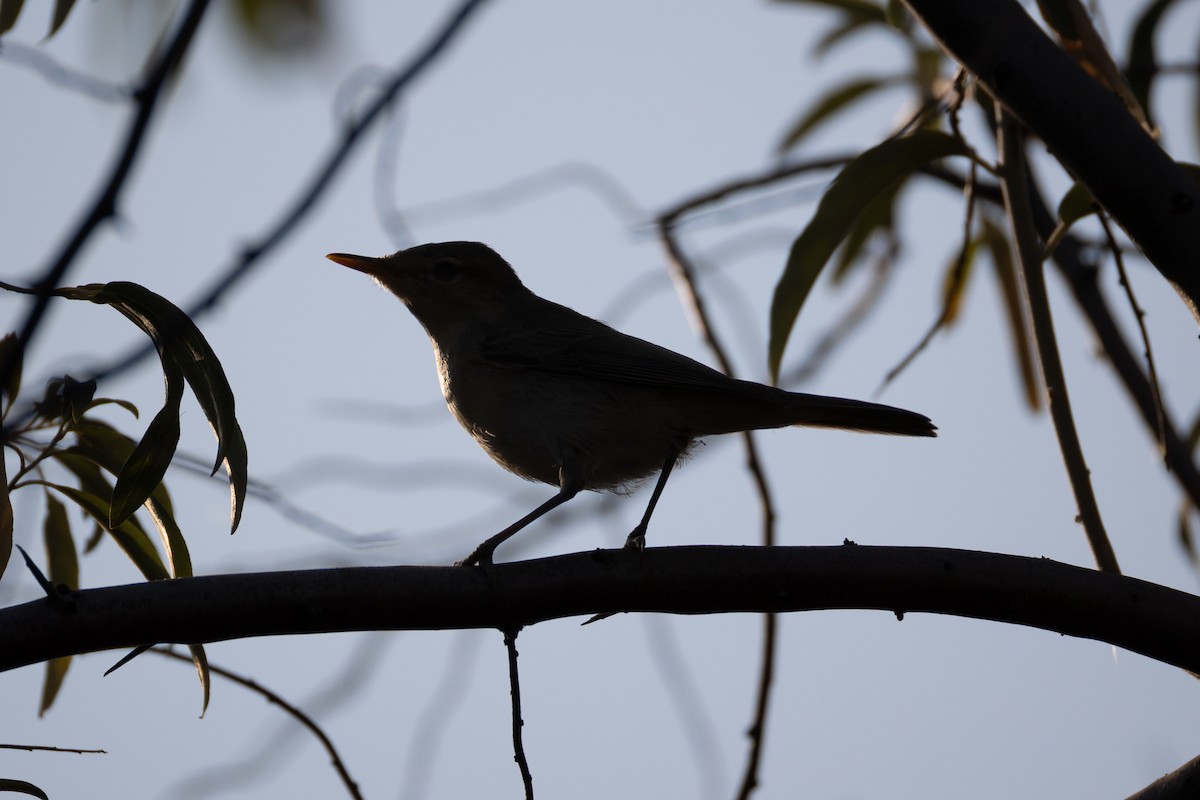 Eastern Olivaceous Warbler - ML641930640