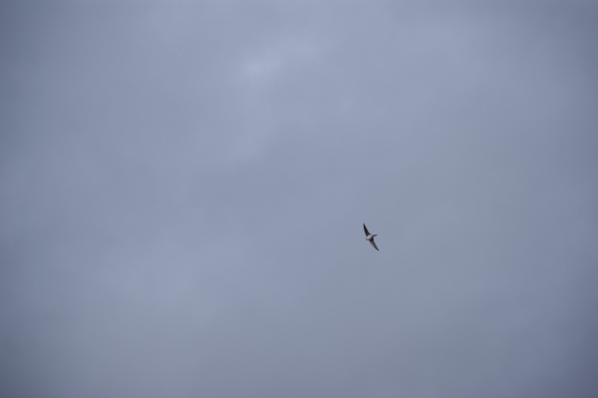 Western House-Martin - ML641930703