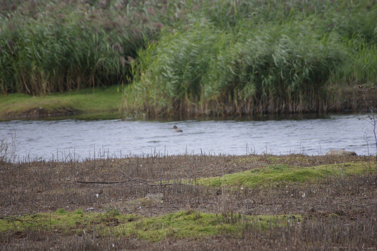 Common Pochard - ML641930728